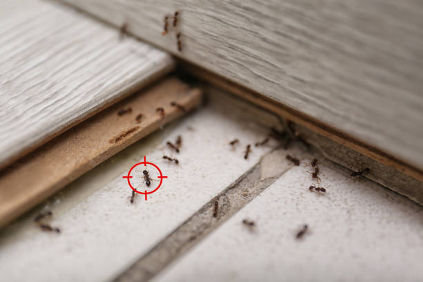 Best Bed Bug Extermination  in East Chicago, IN