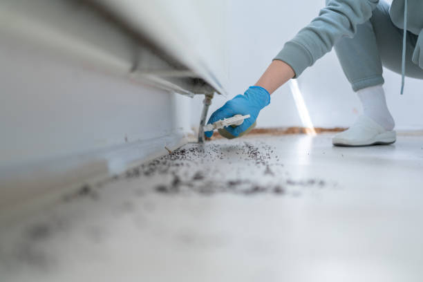 Best Termite Control Services  in East Chicago, IN